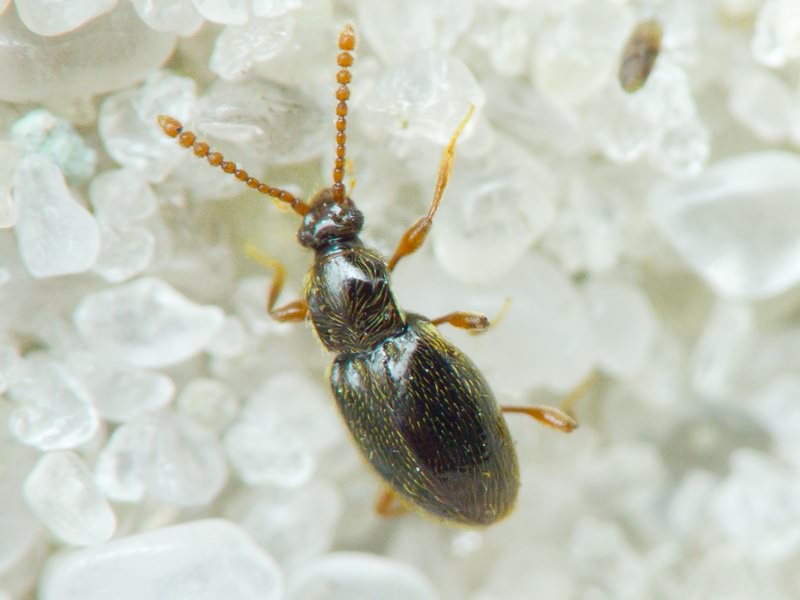 Nevraphes angulatus (Müller & Kunze, 1822)